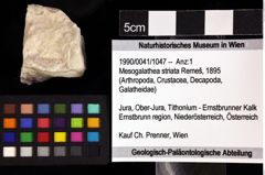 Foto (Objket + Etiketten) von Mesogalathea striata (Remeš, 1895) 